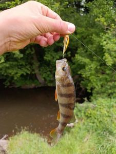 European Perch