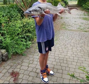 Sturgeon