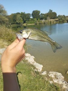 Largemouth Bass