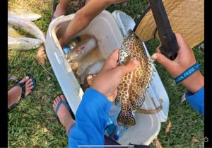 Orange Spotted Grouper