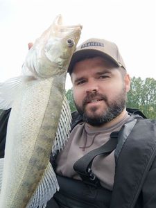 Zander
