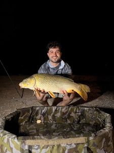 Common Carp