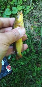 Black Bullhead