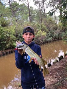 Northern Pike