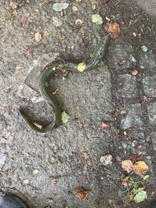 European Eel (Common Eel)