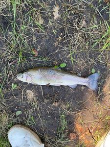 Lake Trout