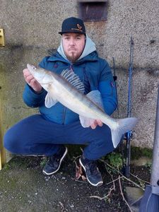 Zander