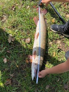 Northern Pike