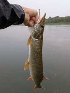 Northern Pike