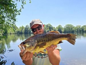Largemouth Bass