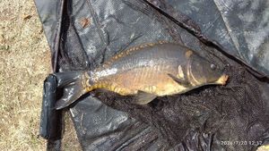 Mirror Carp