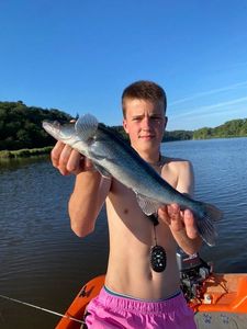 Zander