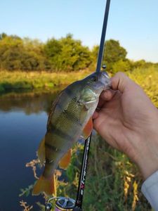 European Perch