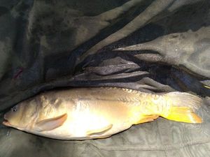 Mirror Carp