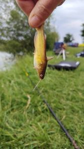 Black Bullhead