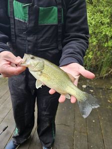 Largemouth Bass