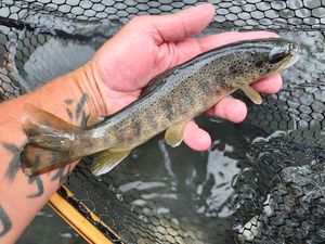 Brown Trout
