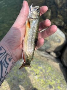 Brook Trout