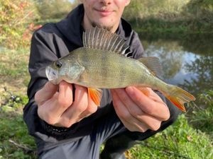 European Perch