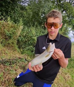Brown Trout