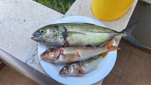 Greater Amberjack