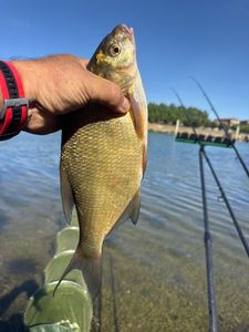 Common Bream