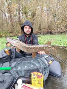 Northern Pike