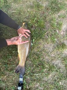 Common Carp
