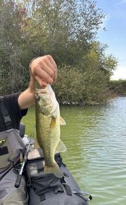 Black Sea Bass