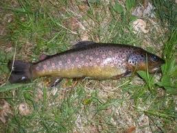 Brown Trout