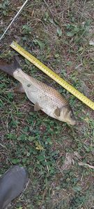 Leather Carp