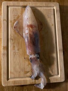 European Squid