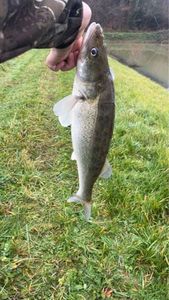 Zander