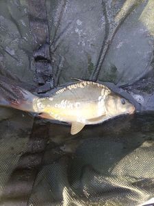 Mirror Carp
