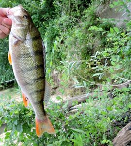 European Perch