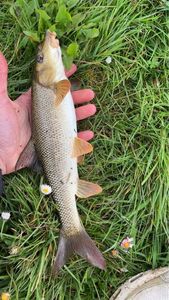Barbel