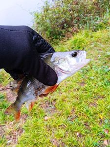 European Perch