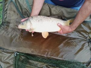 Common Carp