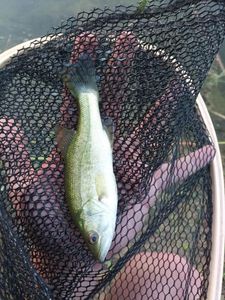Largemouth Bass