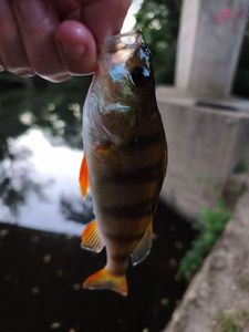 European Perch