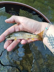 Brown Trout