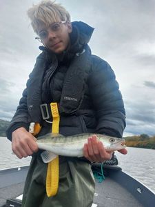 Zander