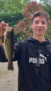 Largemouth Bass