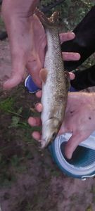 Barbel
