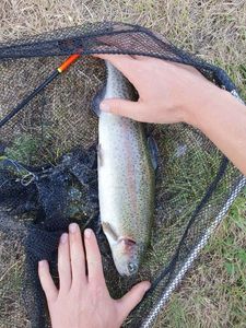 Rainbow Trout
