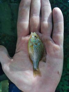 Green Sunfish