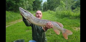 Northern Pike