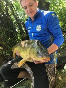 Common Carp