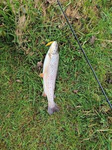 Brown Trout