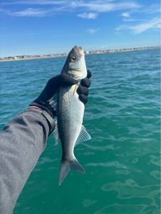 European Bass (Seabass)